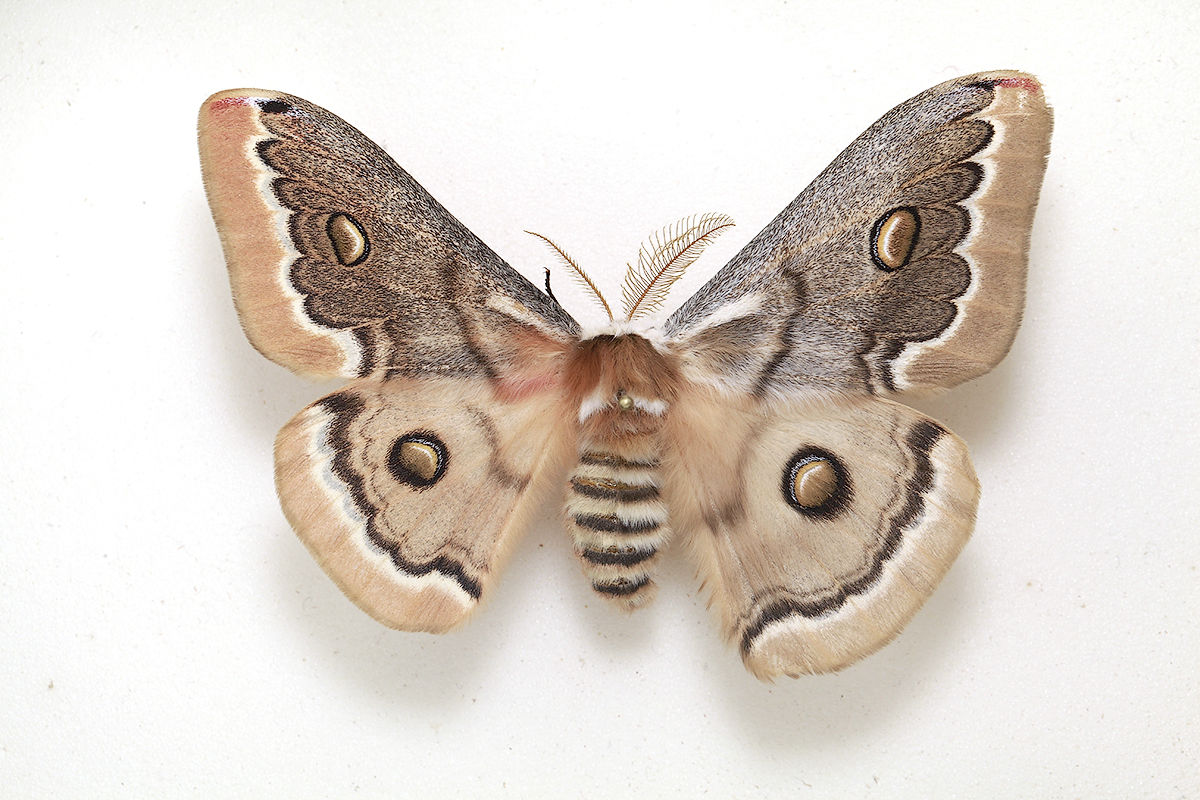 Neoris huttoni (bilateral gynandromorph, southern kazakhstan) (Internet Image property of respective owner, non-commercial use only)